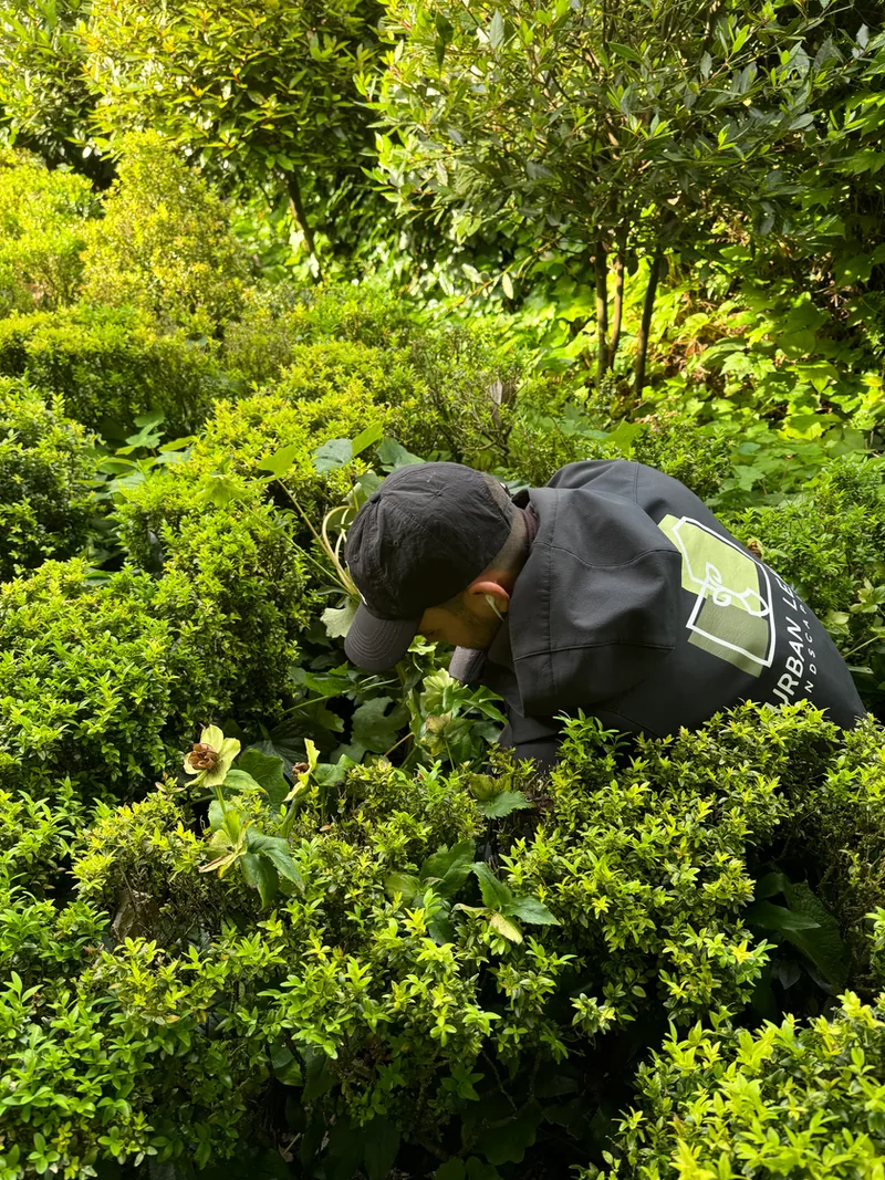 The Urban Leaf Landscaping team at work in an Auckland garden